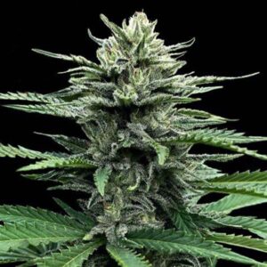 Cannalope Haze by DNA Genetics