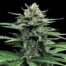 Cannalope Haze by DNA Genetics
