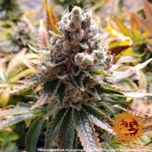 Laughing Buddha by Barney´s Farm