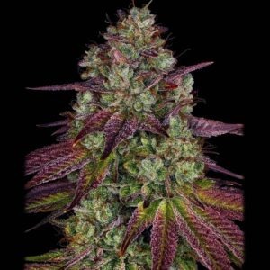 Mimosa Evo by Barney´s Farm