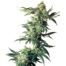 Northern Light by Sensi Seeds