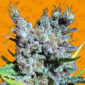 Runtz Gum by Sensible Gum