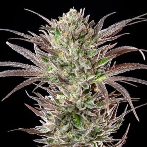 North Thunderfuck by Royal Queen Seeds