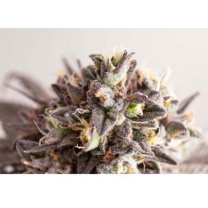 Kannabia Gelato-K – Bild 3