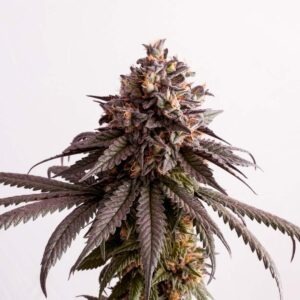 Gelato-K
