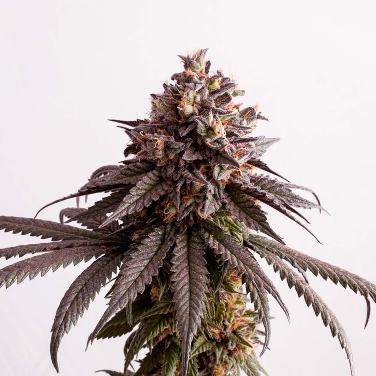 Gelato-K