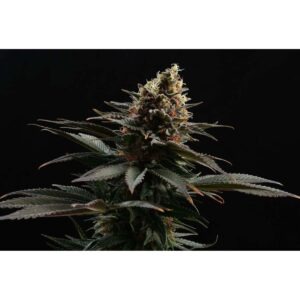 Kannabia Sativa Dream – Bild 2
