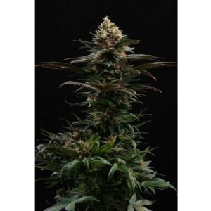 Kannabia Sativa Dream – Bild 3