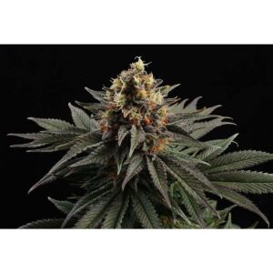 Kannabia Seed Company Sativa Dream