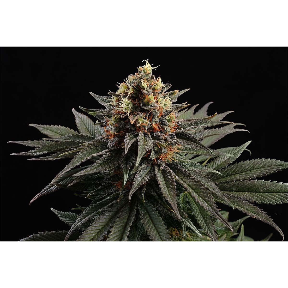 Kannabia Seed Company Sativa Dream