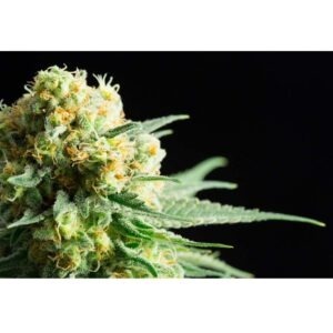 Kritikal-Kush