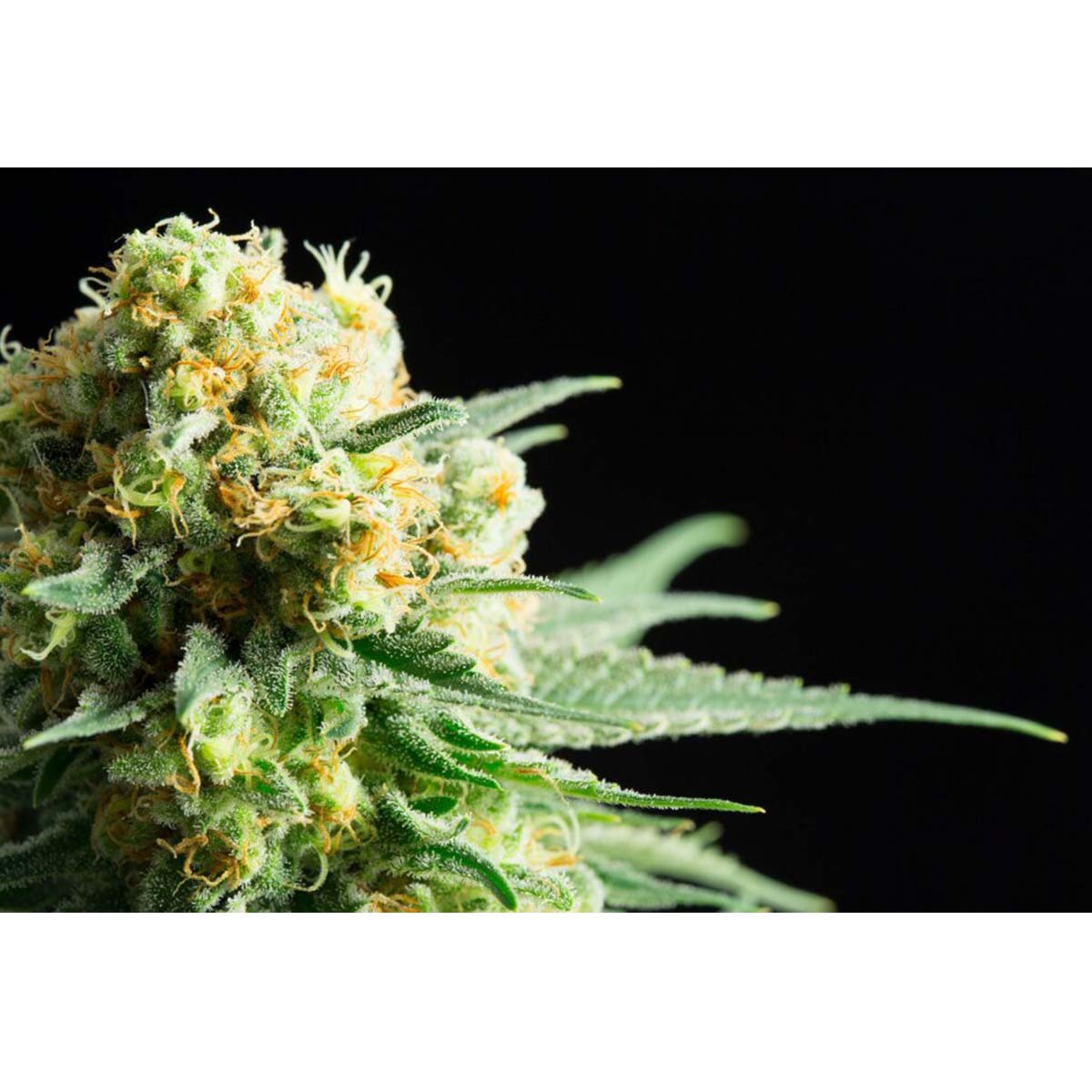 Kritikal-Kush