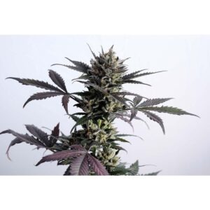 Kannabia Lemon Haze Auto – Bild 2