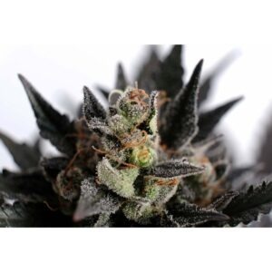 Kannabia Seed Company Lemon Haze Auto