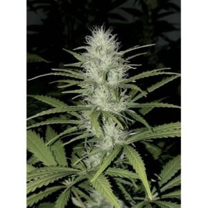 Kannabia Mimosa Dream – Bild 3