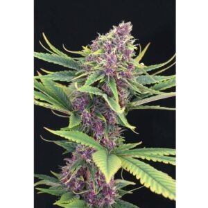 Kannabia Seed Company Purple Kush