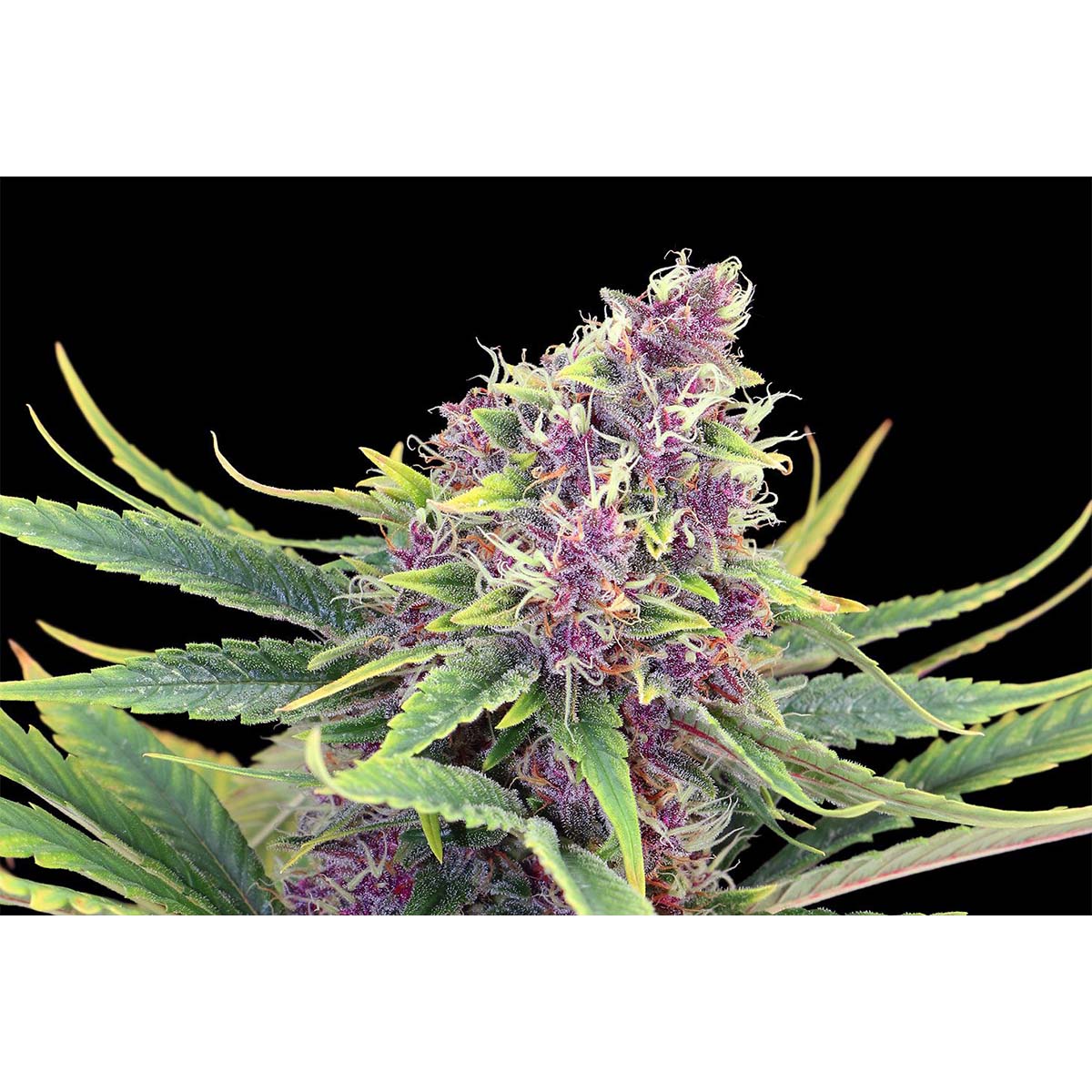 Kannabia Seed Company Purple Kush